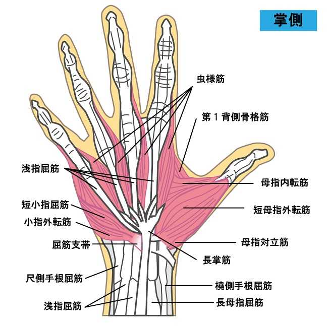 手の筋肉